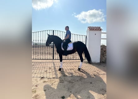 Koń andaluzyjski, Klacz, 6 lat, 165 cm, Ciemnogniada