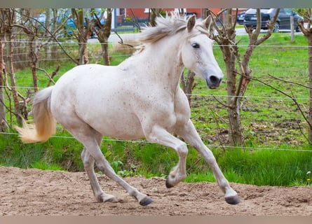 Koń andaluzyjski, Klacz, 7 lat, 155 cm, Siwa
