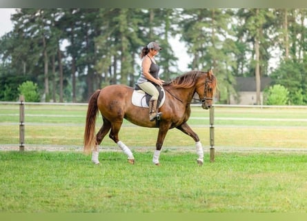 Koń andaluzyjski, Klacz, 7 lat, 163 cm, Jelenia