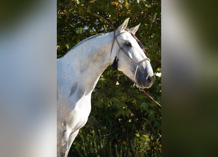 Koń andaluzyjski, Klacz, 7 lat, Siwa