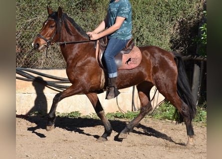 Koń andaluzyjski, Klacz, 8 lat, 151 cm, Gniada