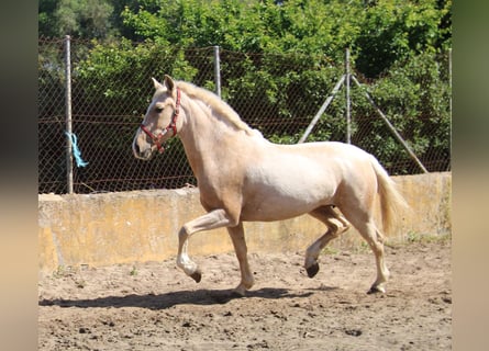 Koń andaluzyjski, Klacz, 8 lat, 161 cm, Izabelowata