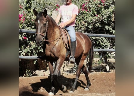 Koń andaluzyjski, Klacz, 9 lat, 152 cm, Kara
