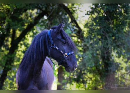 Koń andaluzyjski, Klacz, 9 lat, 154 cm, Kara