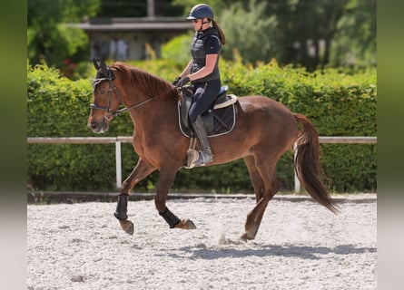 Koń andaluzyjski, Klacz, 9 lat, 162 cm, Ciemnokasztanowata