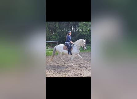 Koń andaluzyjski, Klacz, 9 lat, 162 cm