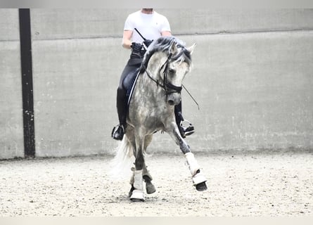 Koń andaluzyjski, Ogier, 10 lat, 160 cm, Siwa w hreczce