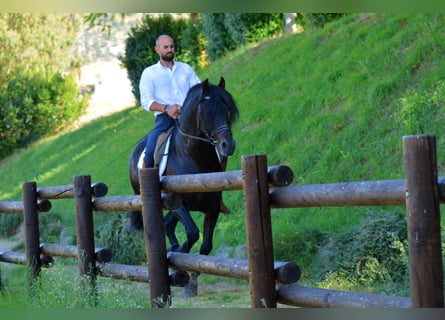 Koń andaluzyjski, Ogier, 10 lat, 163 cm, Gniada