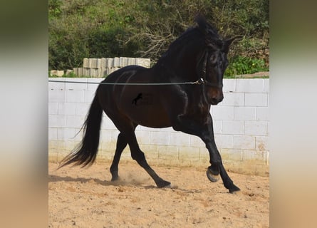Koń andaluzyjski, Ogier, 11 lat, 169 cm, Gniada