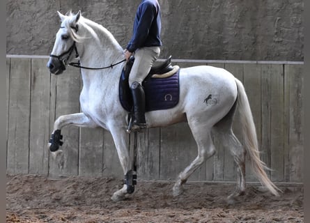 Koń andaluzyjski, Ogier, 13 lat, 160 cm, Siwa