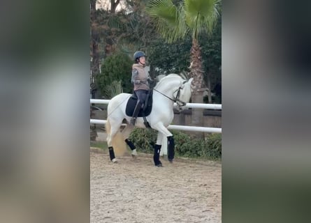Koń andaluzyjski, Ogier, 13 lat, 163 cm, Biała