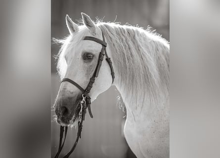 Koń andaluzyjski, Ogier, 13 lat, 170 cm, Siwa w hreczce