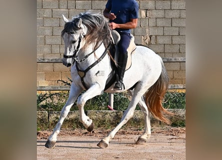 Koń andaluzyjski Mix, Ogier, 14 lat, 163 cm, Siwa