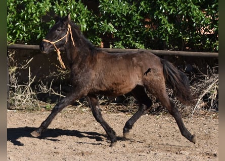 Koń andaluzyjski, Ogier, 1 Rok, 160 cm, Kara
