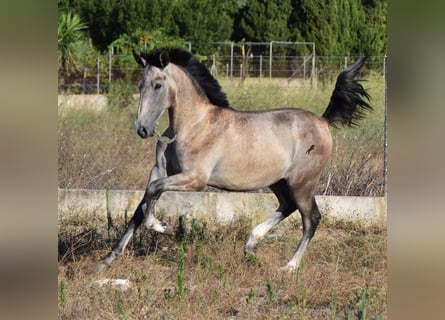 Koń andaluzyjski, Ogier, 1 Rok, 165 cm, Siwa