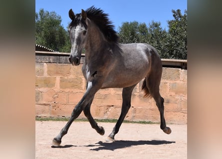 Koń andaluzyjski, Ogier, 1 Rok, 168 cm, Siwa