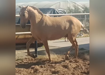 Koń andaluzyjski, Ogier, 2 lat, 155 cm, Izabelowata