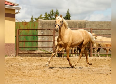 Koń andaluzyjski, Ogier, 2 lat, 155 cm, Izabelowata
