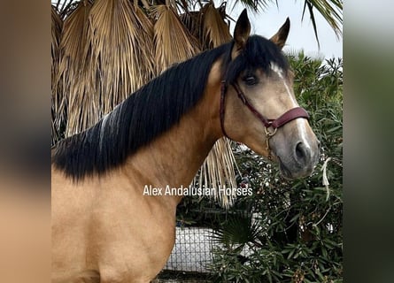 Koń andaluzyjski, Ogier, 2 lat, 155 cm, Jelenia
