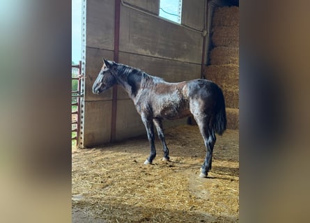 Koń andaluzyjski, Ogier, 2 lat, 155 cm, Kara