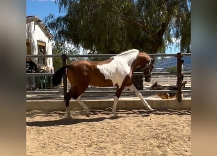 Koń andaluzyjski, Ogier, 2 lat, 163 cm, Tobiano wszelkich maści
