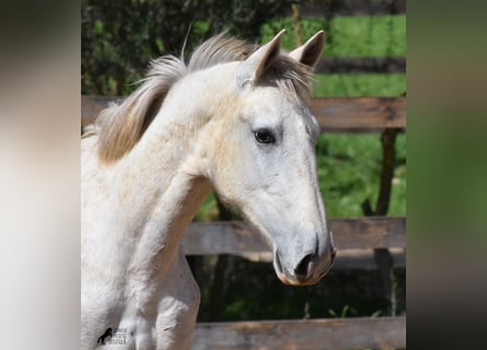 Koń andaluzyjski, Ogier, 2 lat, 169 cm, Siwa