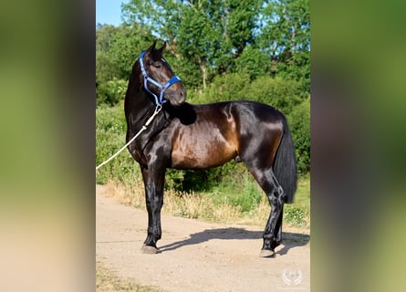 Koń andaluzyjski, Ogier, 2 lat, 170 cm, Ciemnogniada
