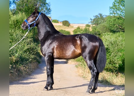 Koń andaluzyjski, Ogier, 2 lat, 170 cm, Ciemnogniada