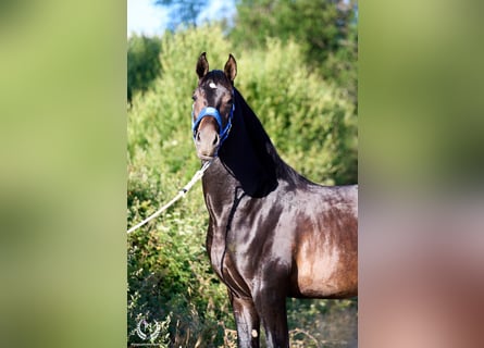 Koń andaluzyjski, Ogier, 2 lat, 170 cm, Ciemnogniada