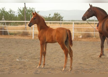 Koń andaluzyjski, Ogier, 2 lat, Kasztanowata
