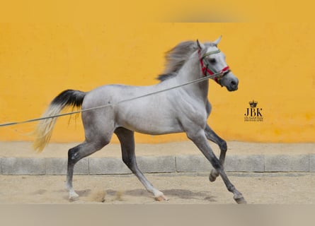 Koń andaluzyjski Mix, Ogier, 3 lat, 140 cm, Siwa