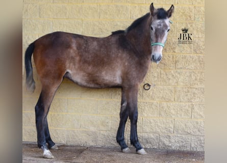 Koń andaluzyjski, Ogier, 3 lat, 145 cm, Siwa