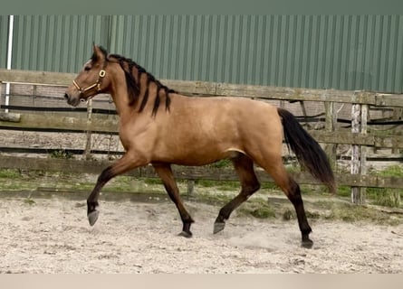 Koń andaluzyjski, Ogier, 3 lat, 157 cm, Gniada