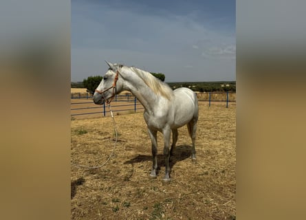 Koń andaluzyjski, Ogier, 3 lat, 157 cm, Siwa