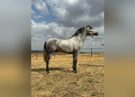 Koń andaluzyjski, Ogier, 3 lat, 160 cm, Siwa jabłkowita