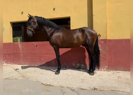 Koń andaluzyjski, Ogier, 3 lat, 162 cm, Gniada