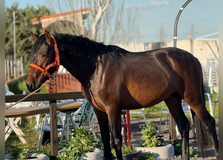 Koń andaluzyjski, Ogier, 3 lat, 164 cm, Ciemnogniada
