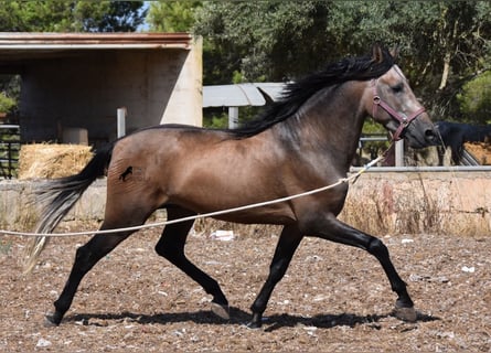 Koń andaluzyjski, Ogier, 3 lat, 165 cm, Kasztanowatodereszowata