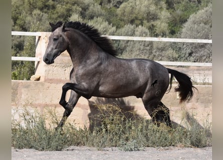 Koń andaluzyjski, Ogier, 3 lat, 166 cm, Siwa