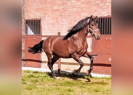 Koń andaluzyjski, Ogier, 3 lat, 168 cm, Gniada