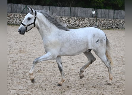 Koń andaluzyjski, Ogier, 3 lat, 168 cm, Siwa