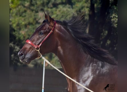 Koń andaluzyjski, Ogier, 3 lat, 170 cm, Gniada