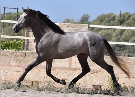 Koń andaluzyjski, Ogier, 3 lat, 171 cm, Siwa
