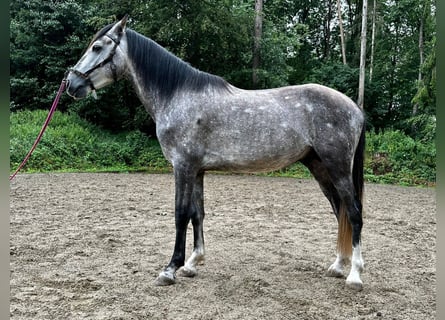 Koń andaluzyjski, Ogier, 4 lat, 154 cm, Siwa jabłkowita