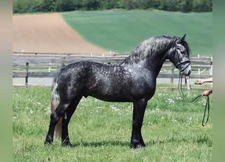 Koń andaluzyjski, Ogier, 4 lat, 155 cm, Siwa