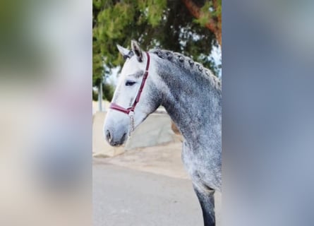 Koń andaluzyjski, Ogier, 4 lat, 158 cm, Siwa jabłkowita