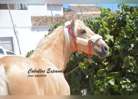 Koń andaluzyjski, Ogier, 4 lat, 160 cm, Izabelowata