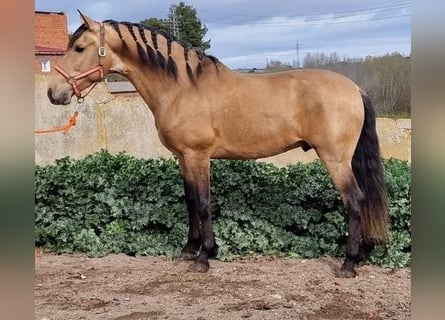 Koń andaluzyjski, Ogier, 4 lat, 163 cm, Bułana