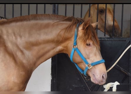 Koń andaluzyjski, Ogier, 4 lat, 163 cm, Ciemnokasztanowata