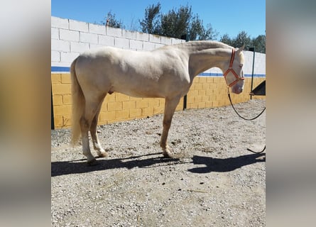 Koń andaluzyjski, Ogier, 4 lat, 163 cm, Cremello